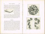 1920s Mary Brooks Picken Woman's Institute Book 107B Millinery Ribbon Part 2