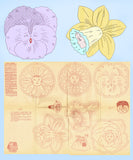 1950s Aunt Martha's Embroidery Transfer 3620 Uncut Potholder Set