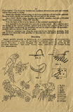 1920s Vintage Butterick Embroidery Transfer 131 Exotic Bird Motifs Clothes Trim - Vintage4me2