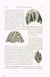 1910s Mary Brooks Picken Woman's Institute Millinery Book 116 Novelty Trimmings